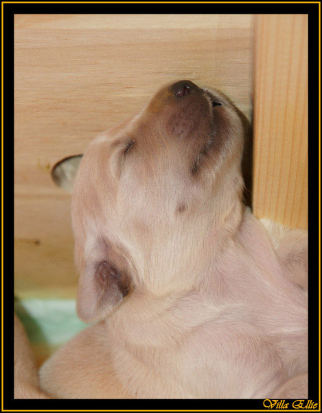 comprar golden retriever villa ellie